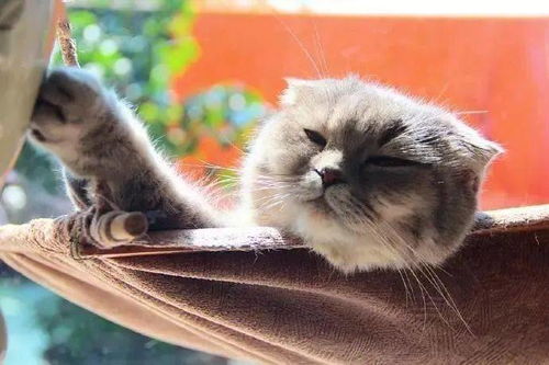 猫咪大作战监控人模组汉化版下载安装-猫咪大作战监控人模组无限金币内购版下载v.4.43 猫咪大作战监控人模组汉化版下载安装-猫咪大作战监控人模组无限金币内购版下载v.4.43